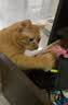 【京东快递】仙女逗猫棒猫咪玩具带铃铛逗猫神器耐咬羽毛逗猫棒 羽毛粉色款1支 实拍图
