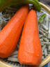 京喜加新鲜现挖现发胡萝卜农家自种蔬菜水果沙地红萝卜 带泥胡萝卜2斤 含箱 实拍图