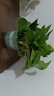 双盟绿萝盆栽除甲醛花卉绿植办公室新房净化空气180加仑2盆装源头直发 实拍图