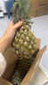 广东徐闻香水菠萝新鲜水果生鲜热带孕妇水果整箱包邮 【限时低价】1个装  单果650g起 实拍图