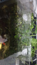 奈宠鱼缸水培定植篮壁挂式水草杯框植物固定支架造景装饰配件水族挂盒 壁挂水培盒方型【2个装】 实拍图