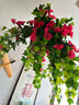 宁雪儿假花仿真花客厅装饰花喇叭花人造塑料绢花墙面装饰吊兰挂壁花艺 12叉牵牛花-玫红色1支 高仿 实拍图