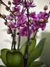 爱优尚蝴蝶兰带花苞盆栽秋冬兰花苗年宵花四季花卉植物粉六室内源头直发 晒单实拍图