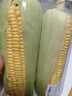 【炖煮季】黄粒甜玉米约800g 实拍图