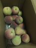 青州蜜桃冬桃脆甜桃子新鲜冬雪蜜桃水果青毛桃水蜜桃山东毛桃沐真 带箱2斤 实拍图