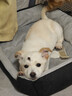 憨憨乐园 狗窝猫窝L号25斤内宠物房子狗狗泰迪垫子狗屋四季小狗窝床用品 实拍图