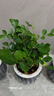 绿有意绿植盆栽桌面水培绿植办公室植物懒人好养盆景水养植物 【3盆自选绿植花卉】品种备注 含盆 实拍图