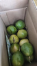 黄金百香果钦蜜9号新鲜当季现摘精选好果水果百香果鲜果酸甜可口 钦蜜9号黄金百香果 ＜40g小果 1斤 实拍图