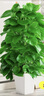 叹为观止大型植物发财树各种大颗盆栽开业乔迁客厅办公室内好养大型花卉 大叶绿萝【1.2-1.4米】 含盆 实拍图