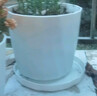 墨斗鱼花盆塑料家用轻奢高级感仿陶瓷树脂多肉带托盘雅典白色大号 实拍图