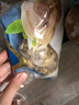 獐子岛 蚬子肉1斤 去壳去沙蛤蜊肉花甲肉 生鲜海鲜水产贝类火锅烧烤食材 实拍图