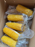 当季新货头茬东北黄甜糯玉米棒真空包装低脂黄糯大棒甜东北黏苞米 黄糯玉米【120-160克】10根 实拍图