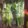 带根香菜100g 实拍图