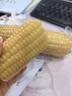 京鲜生东北白糯玉米330g*8根 甜黏玉米低脂早餐代餐粗粮真空装 源头直发 实拍图