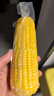 十月稻田 黄糯玉米 3.52斤(220g*8根)  杂粮粗粮 东北玉米 低脂早餐 新米 实拍图