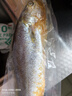 海名威 冷冻黄花鱼700g/2条 宁德大黄鱼地标 海鲜水产 生鲜鱼类 海鱼 实拍图