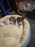 licheers猫狗窝小型犬宠物猫咪睡垫秋冬季舒适保暖泰迪中大型犬狗垫子 S号 实拍图