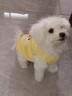 MIKI PAD狗狗衣服冬季保暖猫咪衣服四脚中小型犬秋冬小狗衣服比熊泰迪柯基 【四脚款绒衣】黄色小鸭 L胸围42cm（参考体重6-8.5斤） 实拍图