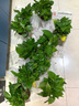 双盟绿萝盆栽除甲醛花卉绿植办公室新房净化空气 120款10盆源头直发 实拍图