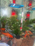 派乐特 鱼缸温度计高精度缸内潜水探头水温计水族专用 玻璃温度计 实拍图