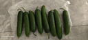 京喜加新鲜无刺水果小黄瓜小青瓜脆甜荷兰脆嫩生吃黄瓜蔬菜 水果黄瓜 2斤 带箱活动 实拍图