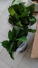 小冤家绿萝盆栽室内花卉绿植绿箩水养花卉盆景桌面办公客厅水培大叶绿色 精品180#绿萝2盆装+肥料2包 实拍图