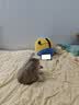 江小傲猫条营养流质鲜肉互动补水猫咪幼猫成猫湿粮猫泥拌粮猫零食 明虾配方【16支*4包】 实拍图