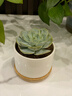 绿荫巷子多肉植物组合套餐肉肉室内植物办公室电脑桌面盆栽好养活小盆栽 【蓝石莲】精养大颗 含瓷盆+托 实拍图