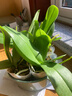 蝴蝶兰盆栽带花剑四季开花客厅室内兰花大苗桌面无花苞花好养易活 白美人---【包开花】送营养液2包 带2支花剑 实拍图