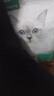 网易严选全价猫粮宠物主粮成幼猫三文鱼 深海鱼虾味1.8kg 【宠物金选】 实拍图