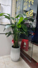Only you【两小时达】发财树大型盆栽绿植花卉室内客厅办公室开业乔迁送礼 天堂鸟 实拍图