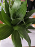 花翁富贵竹水培绿植招财转运室内客厅水养花卉盆栽植物文昌竹源头直发 实拍图