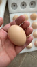 德青源A+级鲜鸡蛋64枚6.4斤起 无抗生素 健身食材 营养早餐礼盒装 实拍图