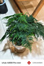 开时果 各类小盆栽绿植素材苗 小叶赤楠造景微景观植物盆景源头直发包邮 文竹（小盆） 实拍图