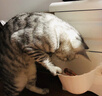 优瑞派猫粮幼猫成猫美短英短蓝猫布偶加菲猫专用流浪猫全价猫粮鱼肉味 经典猫粮牛肉味20斤丨送猫粮1斤 实拍图