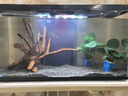 喜高超白玻璃鱼缸智能鱼缸免换水小型客厅水族箱一体式过滤氧气鱼缸 黑色-鱼缸+造景+加热棒 600*268*322mm 实拍图