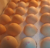 东方甄选谷物鲜鸡蛋/DHA/大码蛋可生食新鲜营养早餐溏心蛋生鲜谷物喂养 30枚 1.5kg 谷物鲜鸡蛋 实拍图