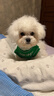 MIKI PAD狗狗衣服春秋薄款背心猫咪衣服宠物毛衣中小型犬比熊泰迪雪纳瑞 萌趣云朵毛衣 S 胸围33cm(参考体重3-6斤) 实拍图