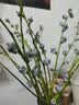 3.18节勿忘我鲜切花真花客厅餐桌插花摆件送人礼物 勿忘我1束（2-5个颜色）约200g新手福利 实拍图