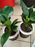 大叶金钻绿公主盆栽植物除甲醛绿植办公室四季常青室内客厅摆放花 【拍一发二】金钻+灰繁星吸水盆 含盆高度15-20厘米 实拍图
