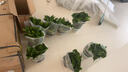 双盟绿萝盆栽除甲醛花卉绿植办公室180款加仑自吸水盆8盆装源头直发 实拍图