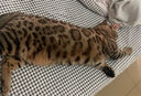 LEGENDSANDY蓝氏全价猫粮成猫幼猫生骨肉冻干粮 猎鸟乳鸽1.5kg 实拍图
