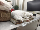 皇家成猫猫粮 营养均衡 F32 通用粮 1-7岁 15KG 实拍图