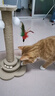 HELLOJOY猫抓柱剑麻猫抓板猫玩具耐抓耐磨不掉屑猫爬架立式自嗨解闷用品 实拍图
