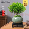 开时果 小叶赤楠盆景摆件 办公室桌面绿植花卉好养盆栽植物源头直发包邮 【热销款】哥窑浸墨盆+苔藓+底座 实拍图