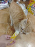 网易严选肉满多猫条成猫幼猫通用猫咪零食湿粮猫条混合口味 10g*80条 实拍图
