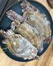 梭子蟹鲜活特大野生舟山大螃蟹海鲜新鲜冷冻海蟹水产飞蟹白蟹顺丰 3-4两/只【全母梭子蟹10只装】 实拍图