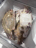 舟山梭子蟹鲜活特大野生大螃蟹新鲜冷冻海鲜水产海蟹飞蟹白蟹顺丰 7-9两/只【5斤净重 特大肥壮】 实拍图