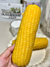 十月稻田 黄糯玉米 3.52斤(220g*8根) 25年新玉米 低脂 早餐零食 东北玉米 实拍图