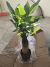 ⭐【包活】发财树盆栽鲜花绿植物办公室内吸甲醛绿萝文竹水培易养 【粗2-3cm】单杆发财树【原盆】 实拍图